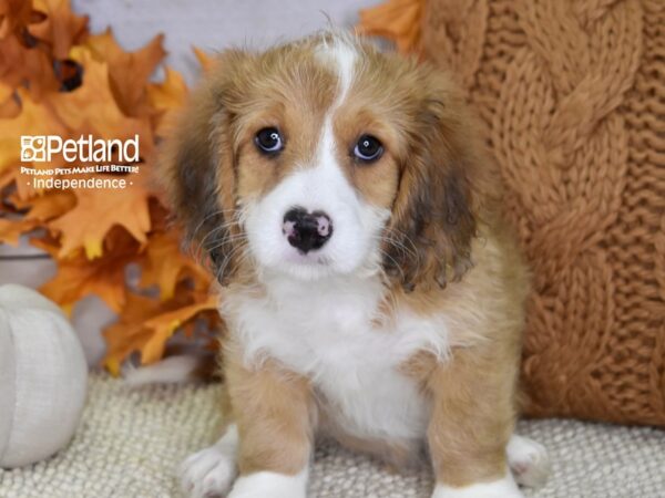 Miniature Bernadoodle-DOG-Male-Brown & White-4523-Petland Lee's Summit, MO