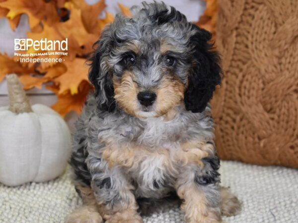 Miniature Bernadoodle-DOG-Female-Blue Merle-4524-Petland Lee's Summit, MO