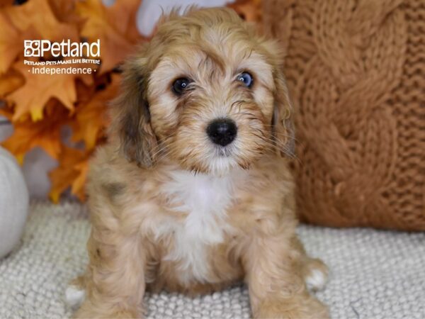 Miniature Bernadoodle-DOG-Female-Tan-4525-Petland Lee's Summit, MO