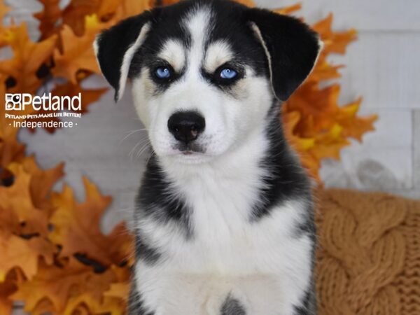 Siberian Husky-DOG-Male-Black and White-4526-Petland Lee's Summit, MO