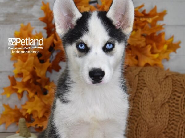 Siberian Husky-DOG-Male-Black and White-4527-Petland Lee's Summit, MO