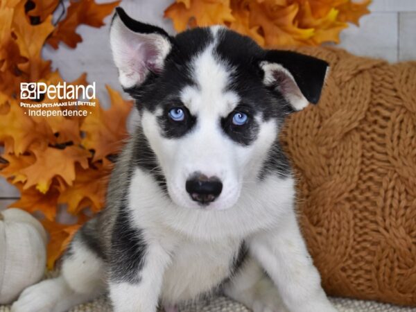 Siberian Husky-DOG-Male-Black and White-4528-Petland Lee's Summit, MO