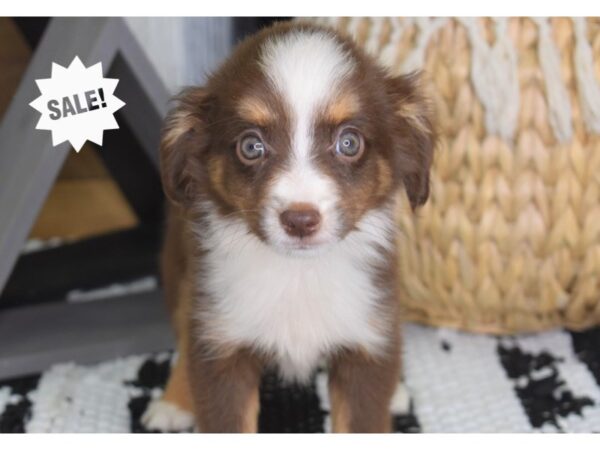 Toy Australian Shepherd-DOG-Female-Red Tri-4412-Petland Lee's Summit, MO