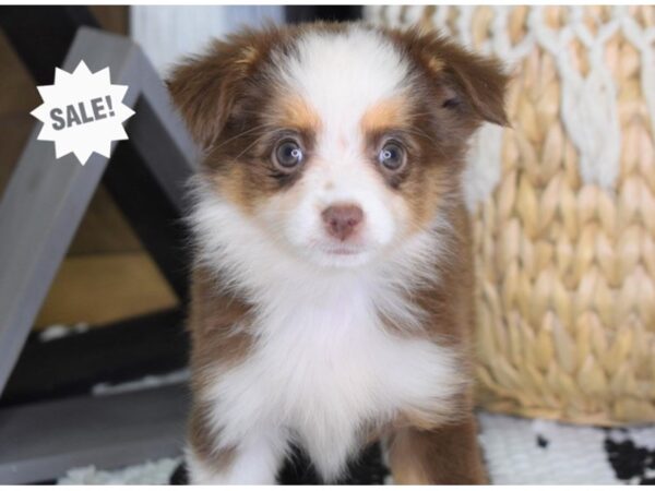 Toy Australian Shepherd-DOG-Female-Red Tri-4413-Petland Lee's Summit, MO