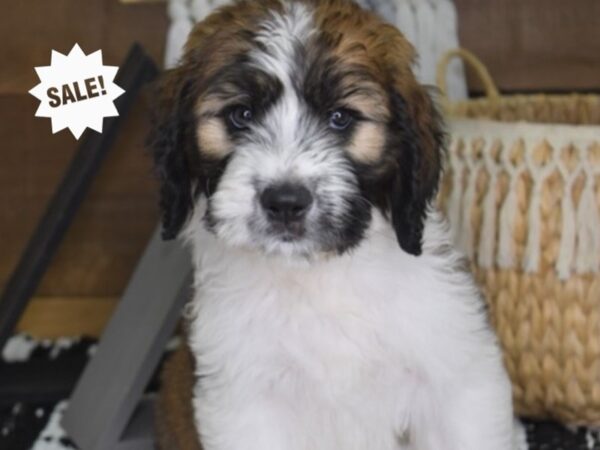 Saint BerDoodle-DOG-Female-Sable and White-4433-Petland Lee's Summit, MO