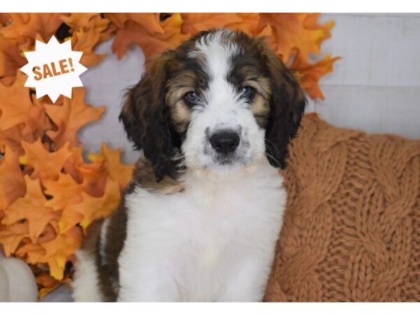 Saint BerDoodle-DOG-Female-Sable and White-4434-Petland Lee's Summit, MO
