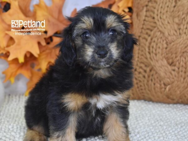 Miniature Aussiedoodle-DOG-Female-Black & Tan-4543-Petland Lee's Summit, MO