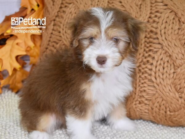 Miniature Aussiedoodle-DOG-Male-Chocolate & Tan-4542-Petland Lee's Summit, MO