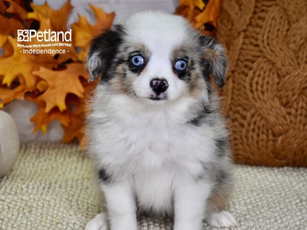 Toy Australian Shepherd-DOG-Female-Blue Merle-4536-Petland Lee's Summit, MO
