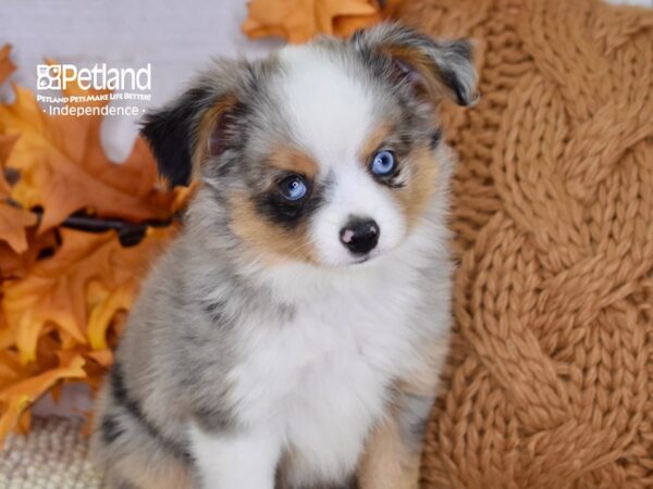 Toy Australian Shepherd-DOG-Male-Blue Merle-4535-Petland Lee's Summit, MO