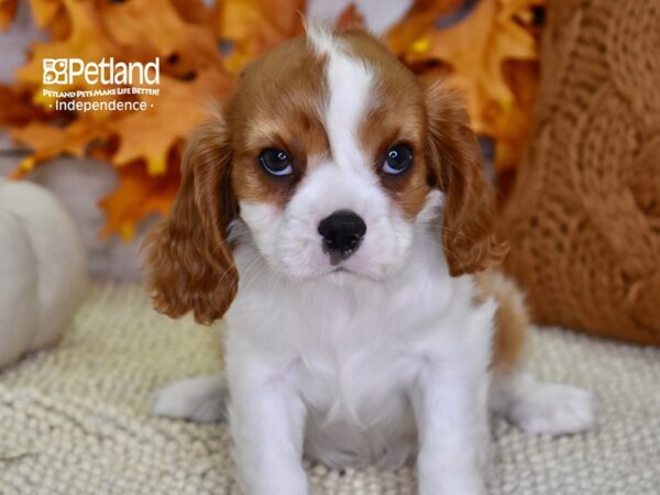 Cavalier King Charles Spaniel-DOG-Female-Blenheim & White-4534-Petland Lee's Summit, MO