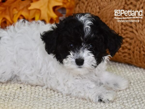 Maltipoo-DOG-Female-Black and White-4531-Petland Lee's Summit, MO