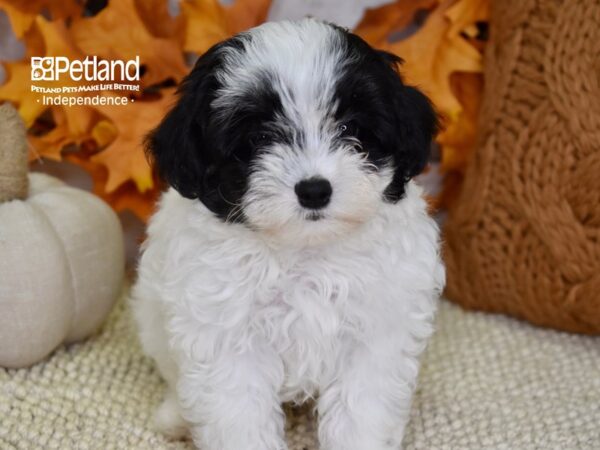 Maltipoo-DOG-Male-Black and White-4530-Petland Lee's Summit, MO