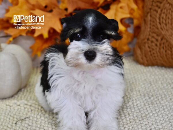Miniature Schnauzer-DOG-Female-Black & White-4533-Petland Lee's Summit, MO