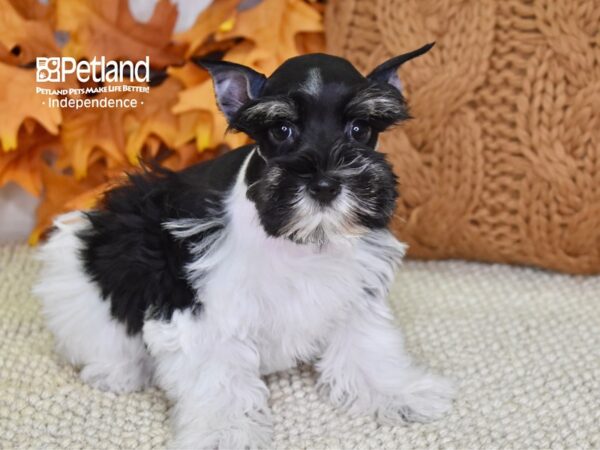 Miniature Schnauzer-DOG-Female-Black & White-4532-Petland Lee's Summit, MO