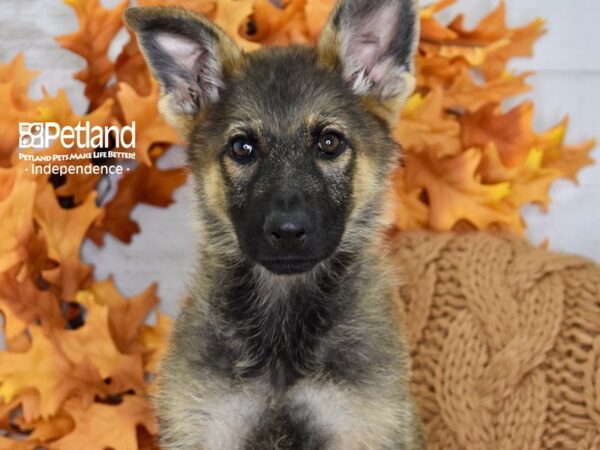 German Shepherd-DOG-Female-Sable-4538-Petland Lee's Summit, MO