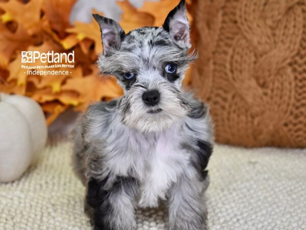 Miniature Schnauzer-DOG-Female-Merle-4556-Petland Lee's Summit, MO