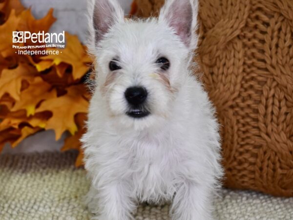 West Highland White Terrier-DOG-Female-White-4551-Petland Lee's Summit, MO