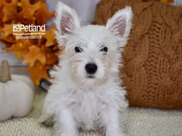 West Highland White Terrier-DOG-Male-White-4546-Petland Lee's Summit, MO