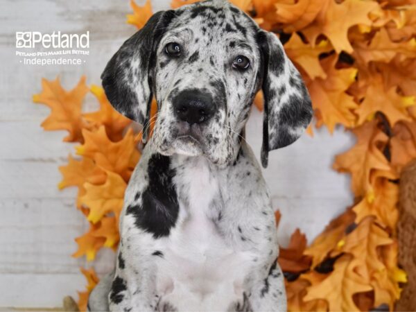 Great Dane-DOG-Male-Merle-4545-Petland Lee's Summit, MO