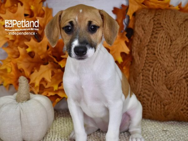 Jack Russell Terrier-DOG-Female-Tan & White-4549-Petland Lee's Summit, MO