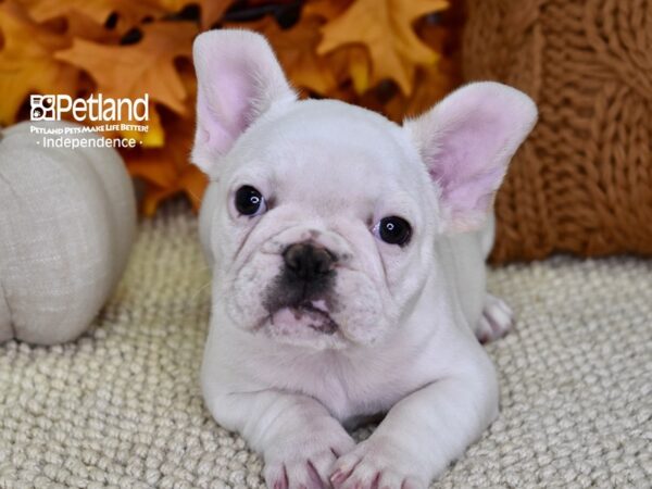 French Bulldog-DOG-Male-White-4557-Petland Lee's Summit, MO
