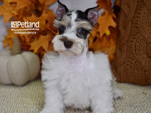 Miniature Schnauzer-DOG-Male-Merle-4555-Petland Lee's Summit, MO