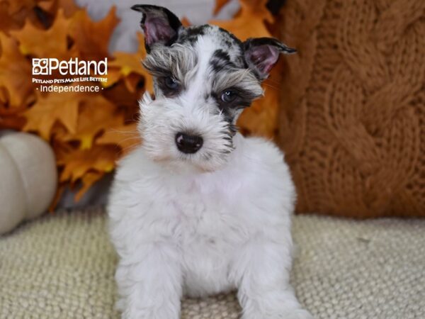 Miniature Schnauzer-DOG-Male-Merle-4554-Petland Lee's Summit, MO
