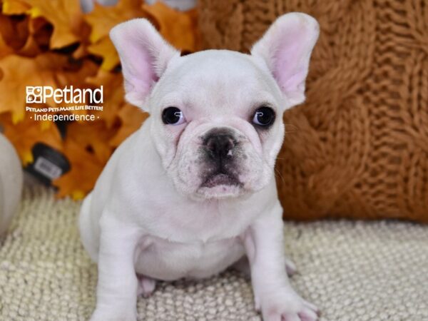 French Bulldog-DOG-Female-White-4559-Petland Lee's Summit, MO