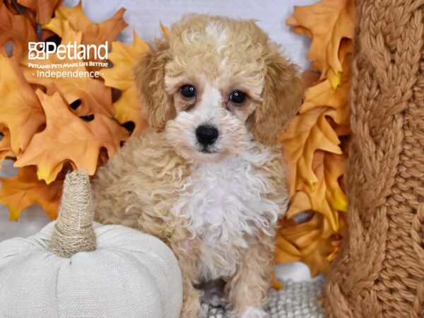 Poodle-DOG-Male-Apricot-4539-Petland Lee's Summit, MO