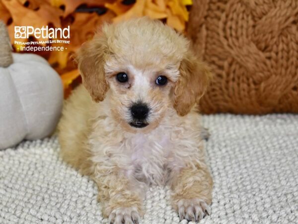 Poodle-DOG-Male-Apricot-4540-Petland Lee's Summit, MO