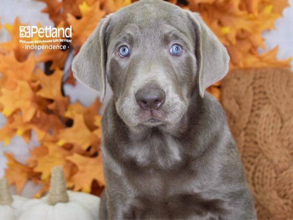 Labrador Retriever DOG Male Silver 4561 Petland Lee's Summit, MO