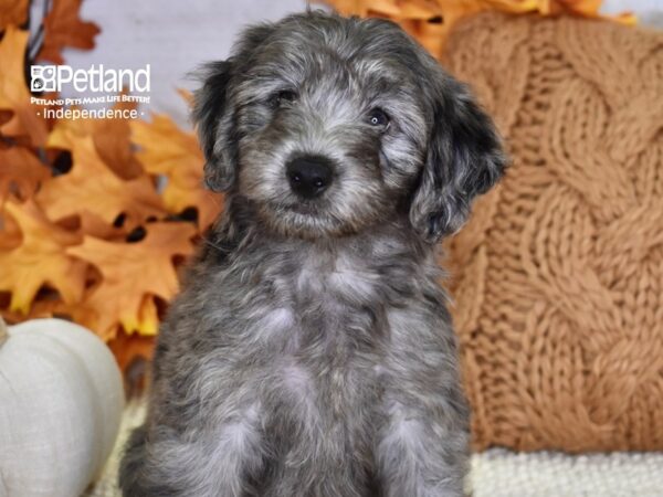 Miniature Aussiedoodle-DOG-Male-Merle-4553-Petland Lee's Summit, MO