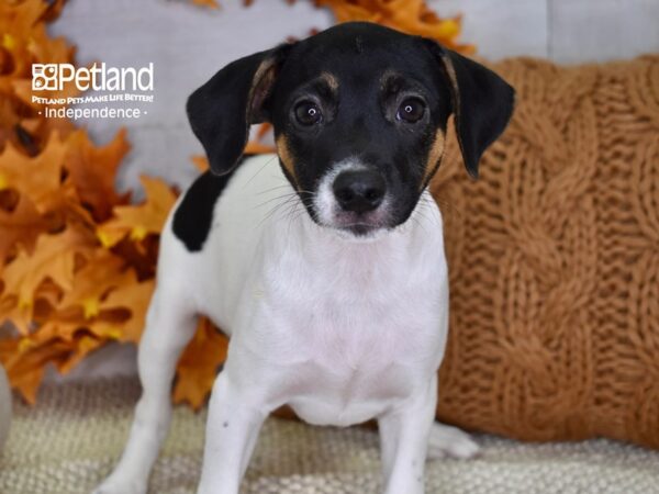 Jack Russell Terrier-DOG-Male-Tri-4548-Petland Lee's Summit, MO