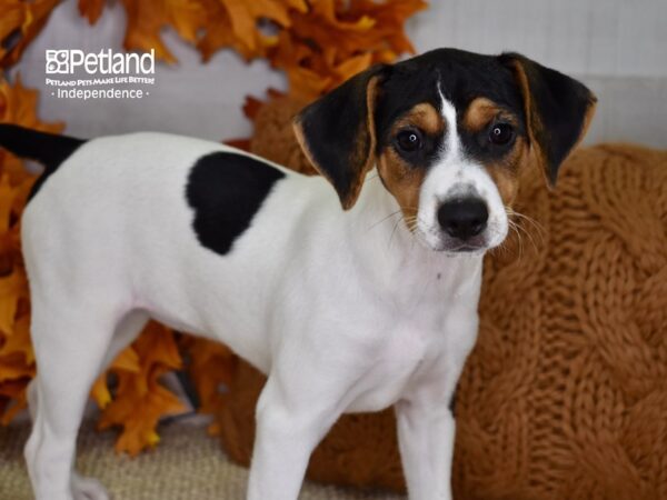 Jack Russell Terrier-DOG-Female-Tri-4547-Petland Lee's Summit, MO