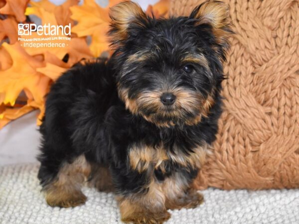 Yorkshire Terrier-DOG-Male-Black and Tan-4565-Petland Lee's Summit, MO