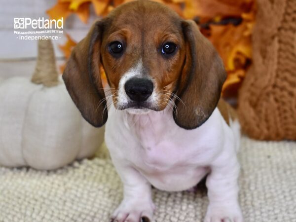 Dachshund-DOG-Male-Red-4563-Petland Lee's Summit, MO
