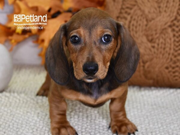 Dachshund-DOG-Female-Red-4562-Petland Lee's Summit, MO