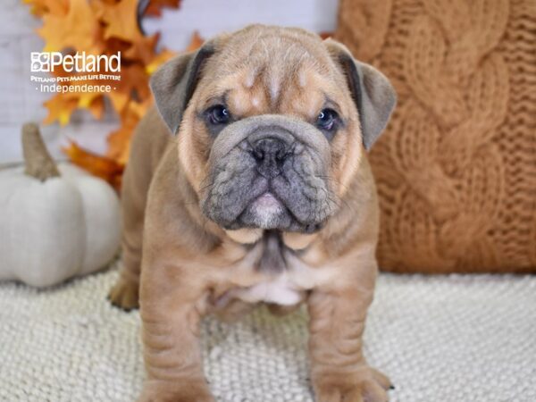 English Bulldog-DOG-Male-Blue Fawn-4580-Petland Lee's Summit, MO