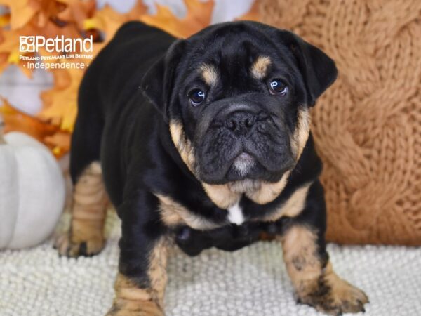 English Bulldog-DOG-Female-Black & Tan-4581-Petland Lee's Summit, MO