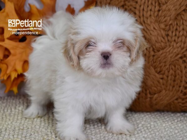 Shih Tzu-DOG-Female-Lavendar & White-4579-Petland Lee's Summit, MO