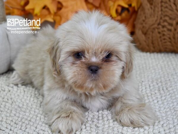 Shih Tzu-DOG-Male-Lilac-4578-Petland Lee's Summit, MO
