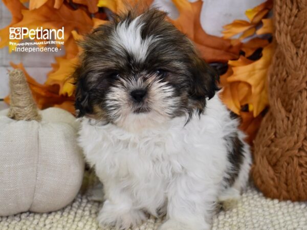Shih Tzu-DOG-Male-Brown & White-4577-Petland Lee's Summit, MO