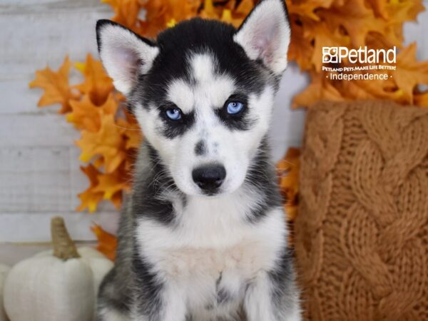 Siberian Husky-DOG-Female-Black & White-4576-Petland Lee's Summit, MO