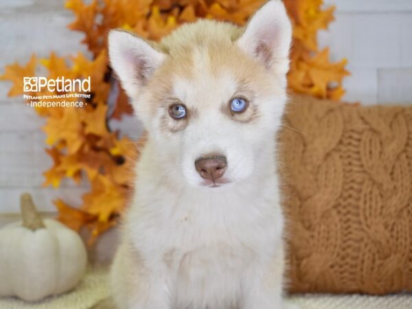 Siberian Husky-DOG-Male-Red & White-4575-Petland Lee's Summit, MO