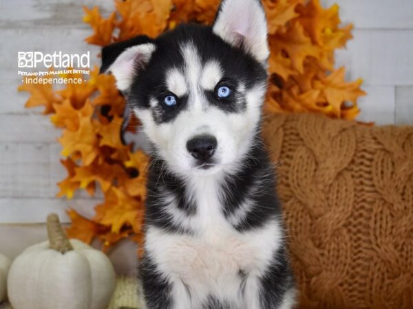Siberian Husky-DOG-Male-Black & White-4574-Petland Lee's Summit, MO