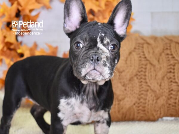 French Bulldog-DOG-Female-Black Merle-4566-Petland Lee's Summit, MO