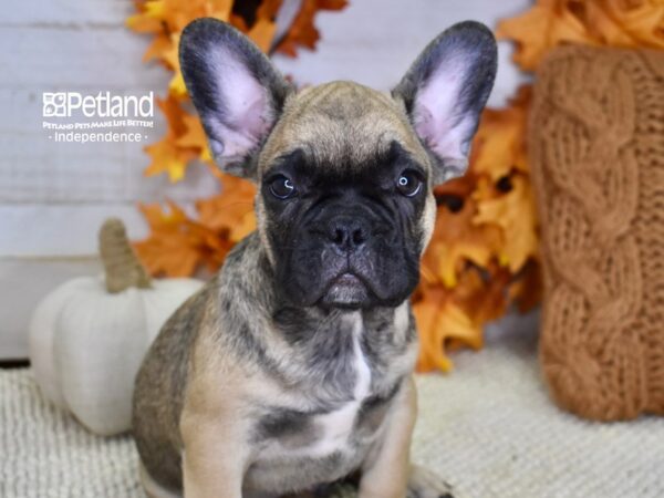 French Bulldog-DOG-Male-Sable-4567-Petland Lee's Summit, MO