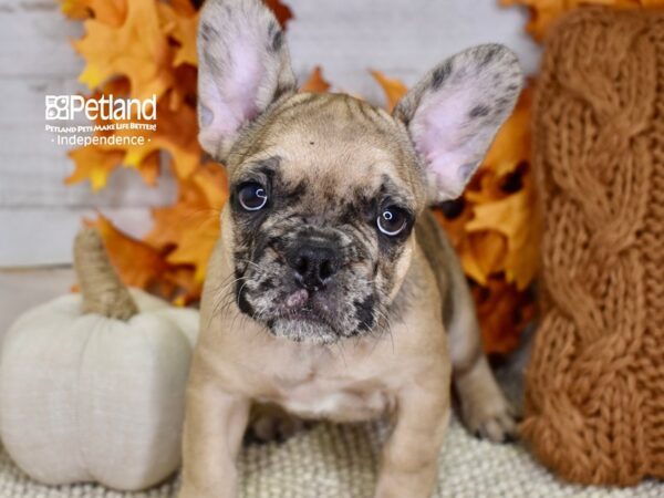 French Bulldog-DOG-Male-Fawn Merle-4568-Petland Lee's Summit, MO