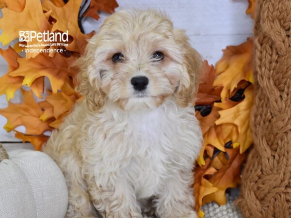 Cavapoo-DOG-Female-Apricot-4573-Petland Lee's Summit, MO